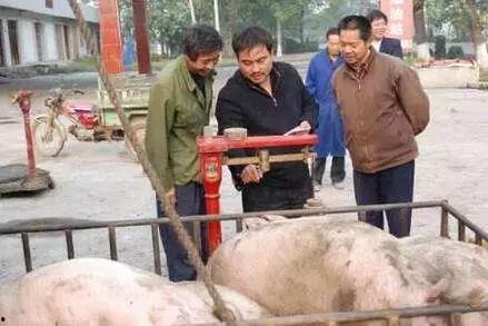 养猪导演爆料视频播放下载  第3张